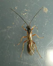 Dyspetes luteomarginatus - photo 3