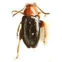 Dysphenges oblivius - Dysphenges oblivius