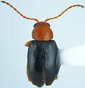 Dysphenges penrosei