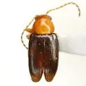 Dysphenges penrosei - photo 3