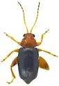 Dysphenges penrosei - photo 4