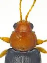 Dysphenges penrosei - photo 5
