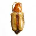 Dysphenges rileyi