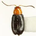 Dysphenges secretus - photo 2