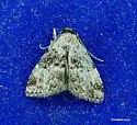 Visitation Moth - Hodges#8426
