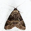 Visitation Moth - Hodges#8426 - photo 2
