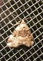 Visitation Moth - Hodges#8426 - photo 3