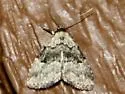 Visitation Moth - Hodges#8426 - photo 4