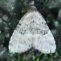 Visitation Moth - Hodges#8426 - photo 5