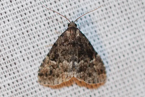 Dyspyralis nigellus - Hodges#8428