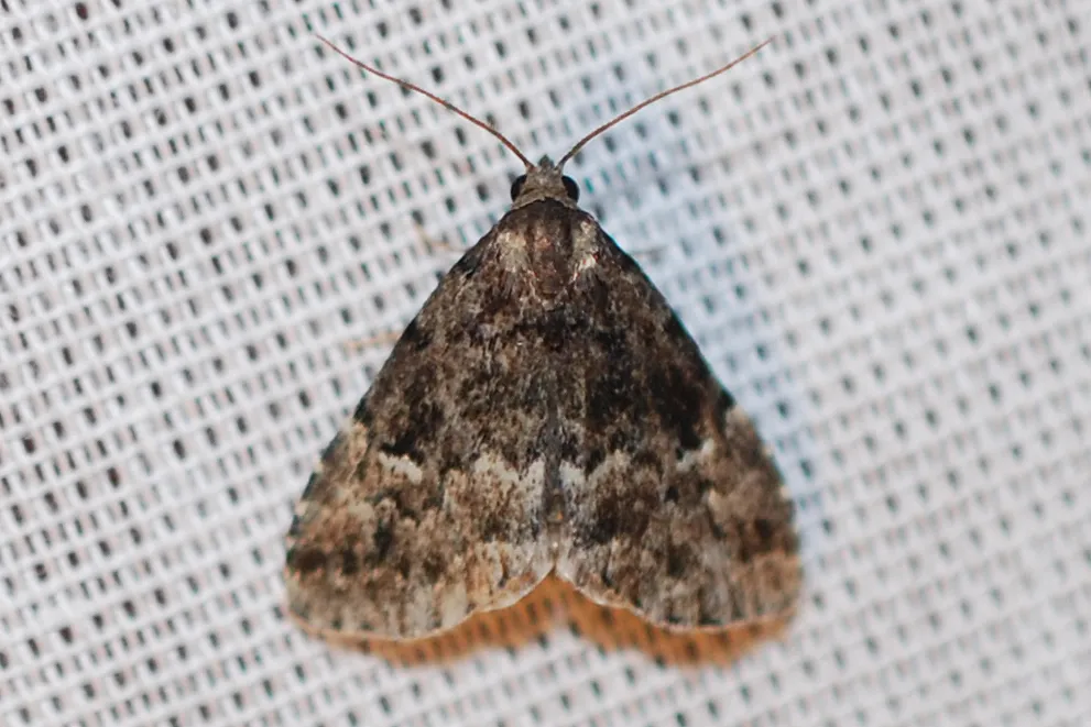 Dyspyralis nigellus - Hodges#8428 - photo 2
