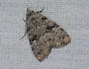Dyspyralis noloides - Hodges#8429
