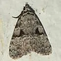 Dyspyralis noloides - Hodges#8429 - photo 2
