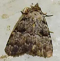 Dyspyralis noloides - Hodges#8429 - photo 3