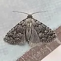Dyspyralis ocala - Hodges#8429.1 - photo 2