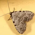 Spot-edged Dyspyralis Moth - Hodges#8427