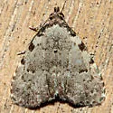 Spot-edged Dyspyralis Moth - Hodges#8427 - photo 2
