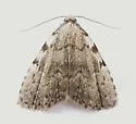 Spot-edged Dyspyralis Moth - Hodges#8427 - photo 3