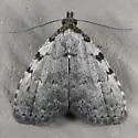 Spot-edged Dyspyralis Moth - Hodges#8427 - photo 4