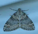 Dysstroma brunneata - Hodges#7194