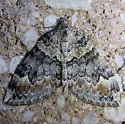 Dysstroma brunneata - Hodges#7194 - photo 2