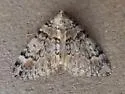 Dysstroma brunneata - Hodges#7194 - photo 4