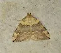 Dysstroma brunneata - Hodges#7194 - photo 5