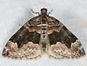 Dysstroma colvillei - Hodges#7192