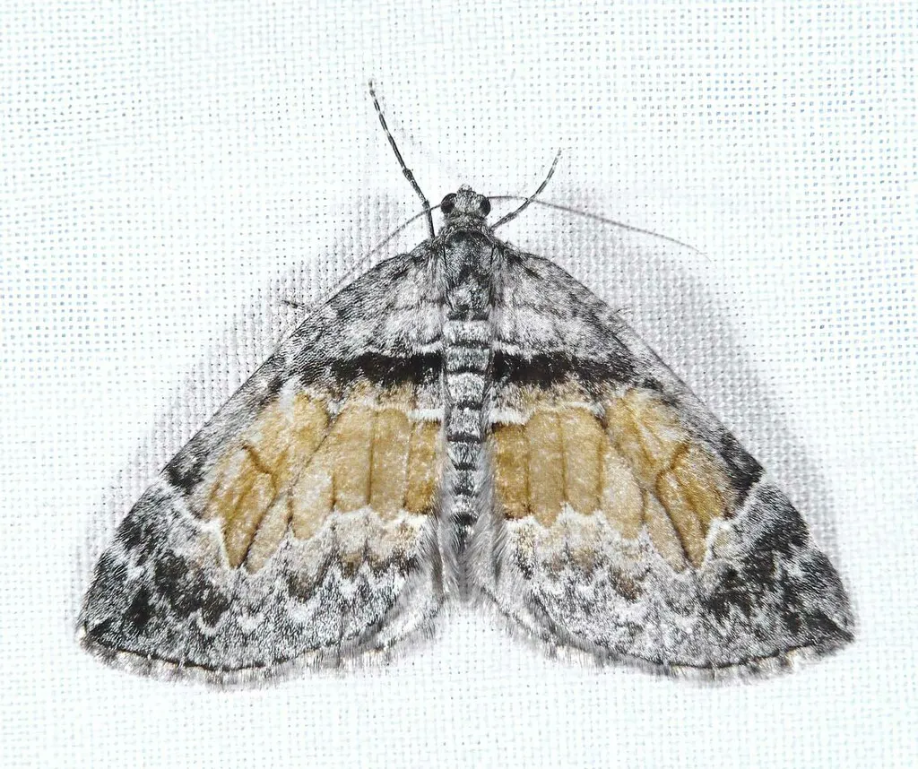Formosa Carpet - Hodges#7191 - photo 2