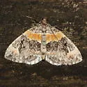 Orange-barred Carpet - Hodges#7189