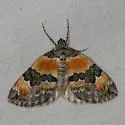 Orange-barred Carpet - Hodges#7189 - photo 3
