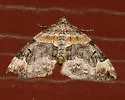 Orange-barred Carpet - Hodges#7189 - photo 4