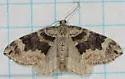 Orange-barred Carpet - Hodges#7189 - photo 5