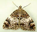 Dysstroma hewlettaria - Hodges#7183