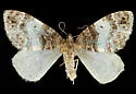 Dysstroma mancipata - Hodges#7195