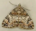 Dysstroma pseudimmanata - Hodges#7188.1