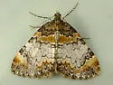 Dysstroma pseudimmanata - Hodges#7188.1 - photo 3