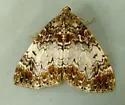 Dysstroma pseudimmanata - Hodges#7188.1 - photo 4