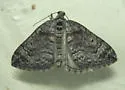 Dysstroma rectiflavata - Hodges#7193