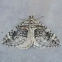 Dysstroma rutlandia - Hodges#7190