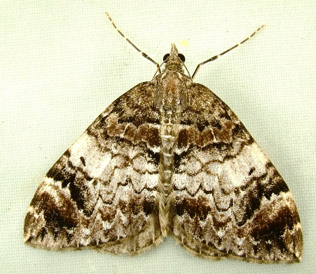 Dysstroma sobria - Hodges#7184 - photo 2