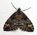Orange-Spotted Carpet - Hodges#7188 - photo 4