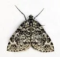 Orange-Spotted Carpet - Hodges#7188 - photo 5