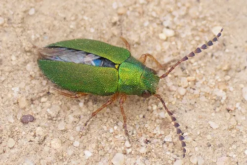 Dystaxia elegans - photo 3