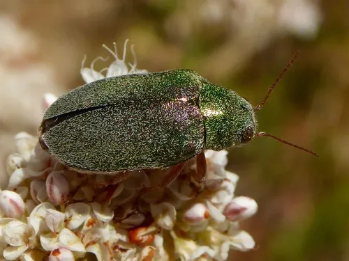 Dystaxia murrayi - photo 2