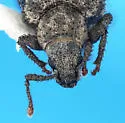Dysticheus insignis - photo 3