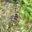 Checkered Setwing - photo 2