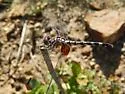 Checkered Setwing - photo 3
