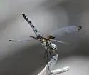 Checkered Setwing - photo 5