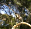 Black Setwing - photo 3